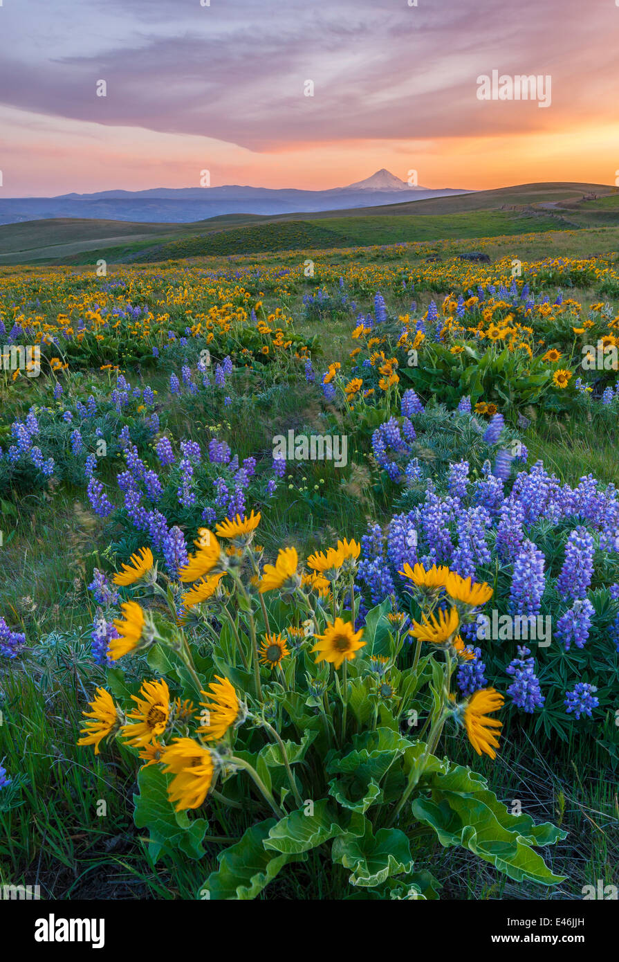 Columbia Hills State Park, Washington: Abendlicht auf Lupine und Balsam Wurzel blühen auf einem Hügel mit Mount Hood Stockfoto