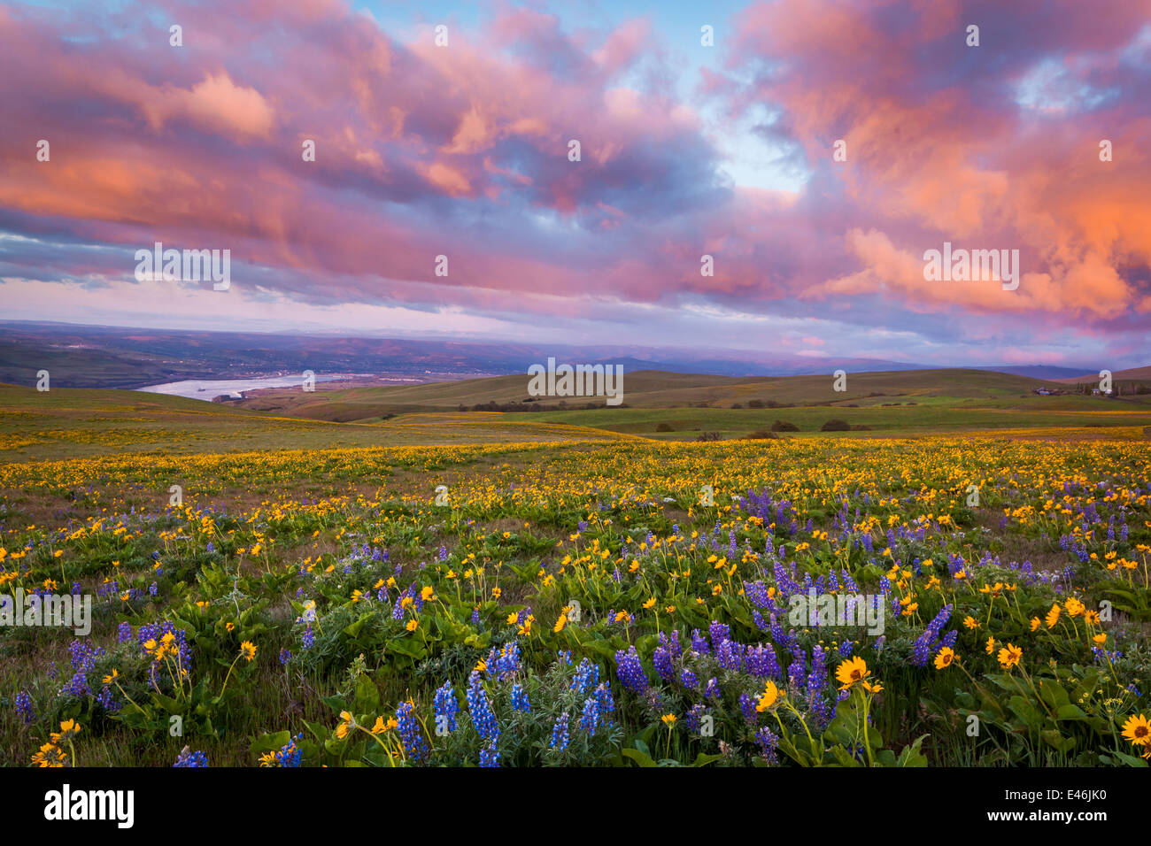 Columbia Hills State Park, Washington: Abendlicht auf Lupine und Balsam Wurzel blühen auf einem Hügel über dem Columbia River Stockfoto