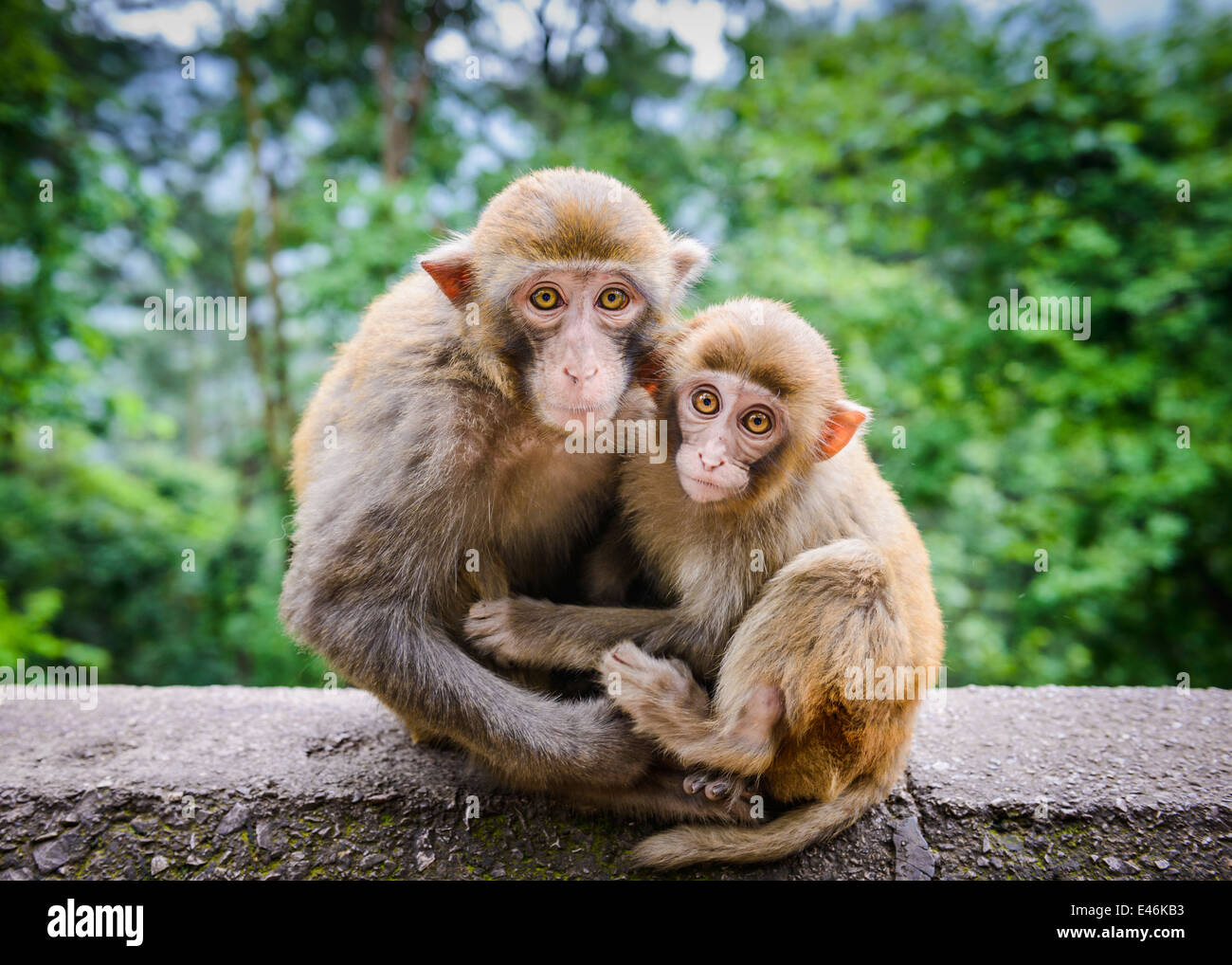 Makaken in Guiyang, China. Stockfoto
