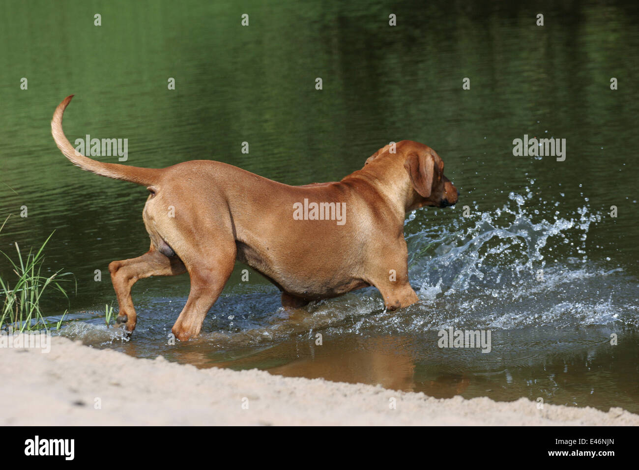 Ridgeback am Strand Stockfoto