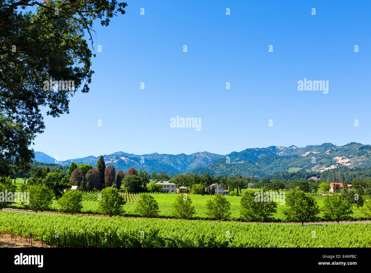 Weinberg und Weinkeller vor den Toren St. Helena im Napa Valley, Wine Country, Nord-Kalifornien, USA Stockfoto