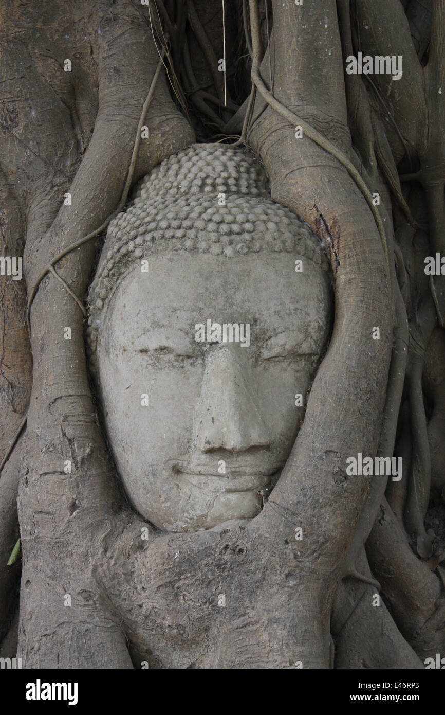 Kopf eines Buddha auf einem Ficus-Baum, Ayutthaya, Tempel Wat Mahathat, UNESCO, Phra Nakhon Si Ayutthaya, Thailand, Asien. Stockfoto