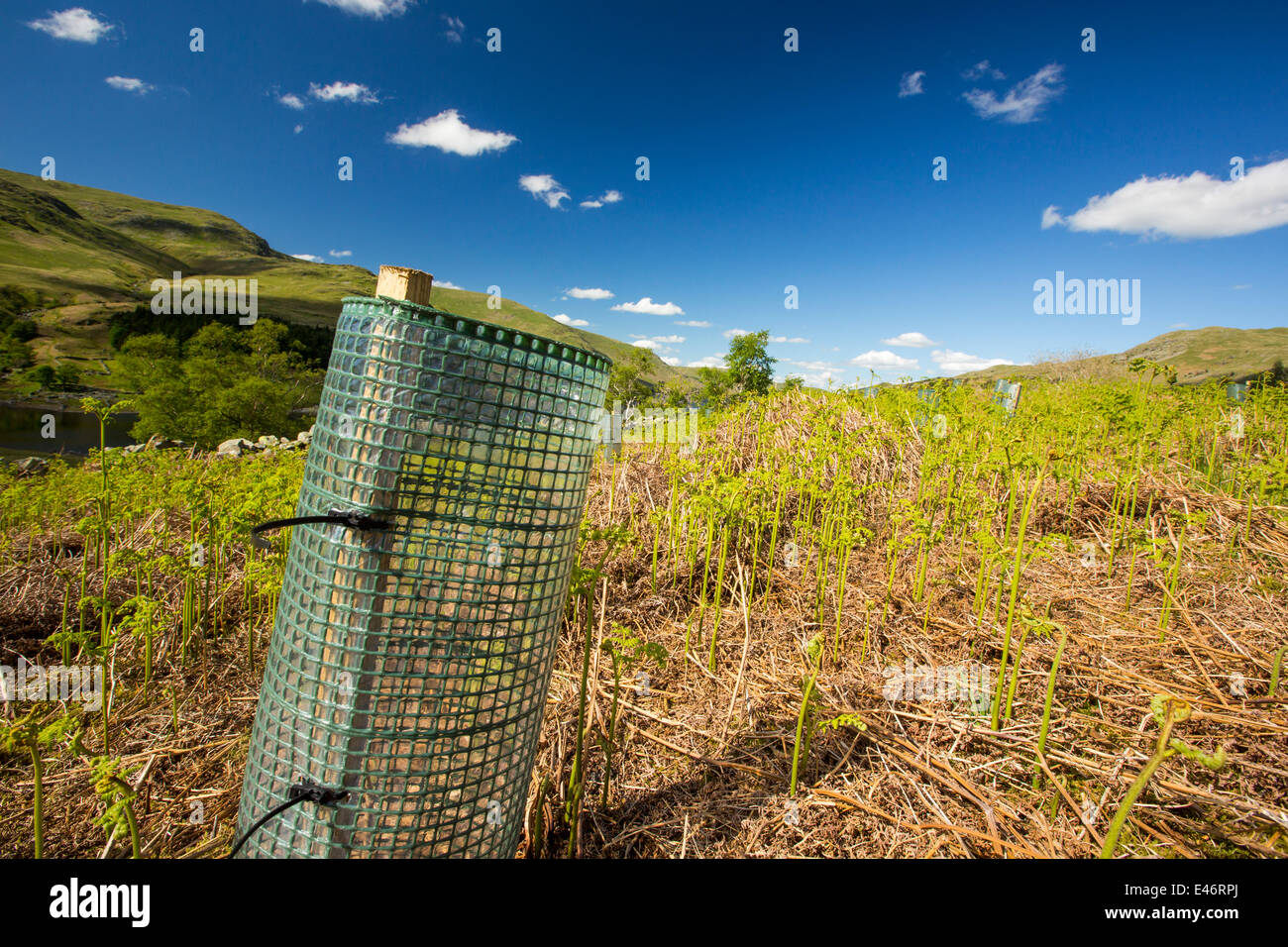 Baumpflanzung am Haweswater, Lake District, Großbritannien. Stockfoto