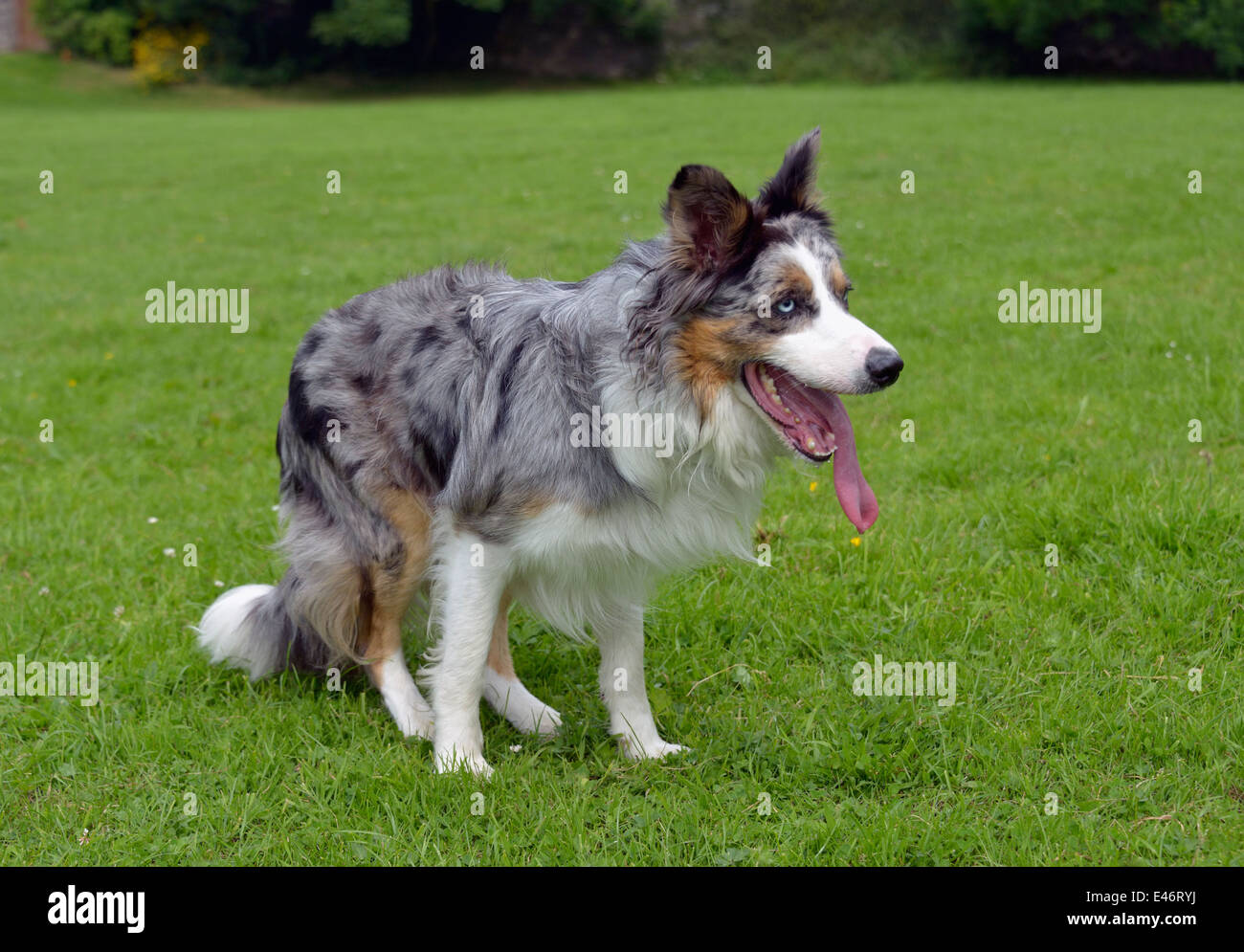 blue hund