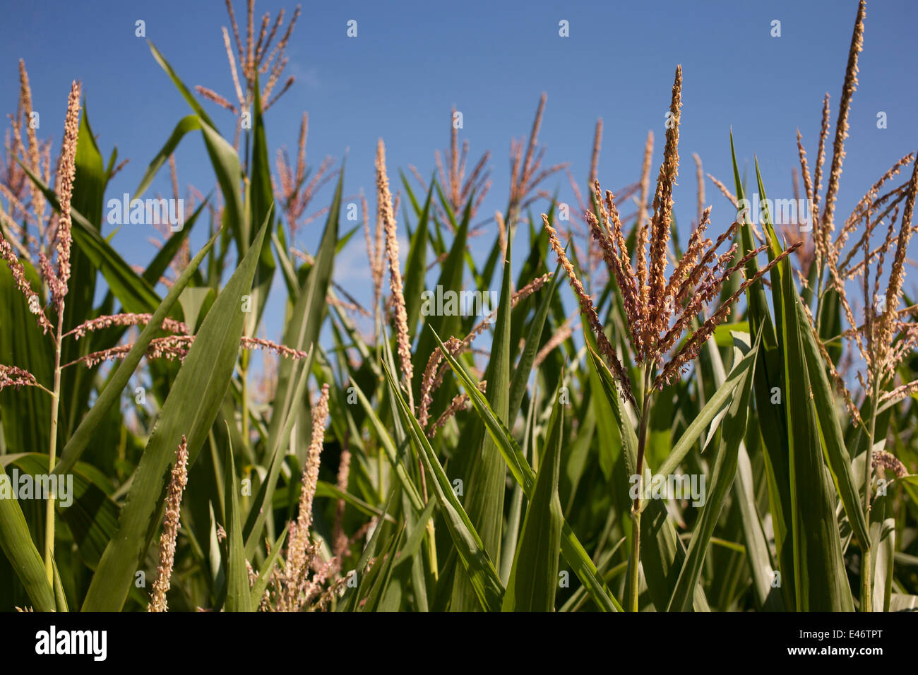 Maispflanzen wachsen im Sommer in Frankreich mit blauem Himmel zeigt, Stiele und Blätter Stockfoto