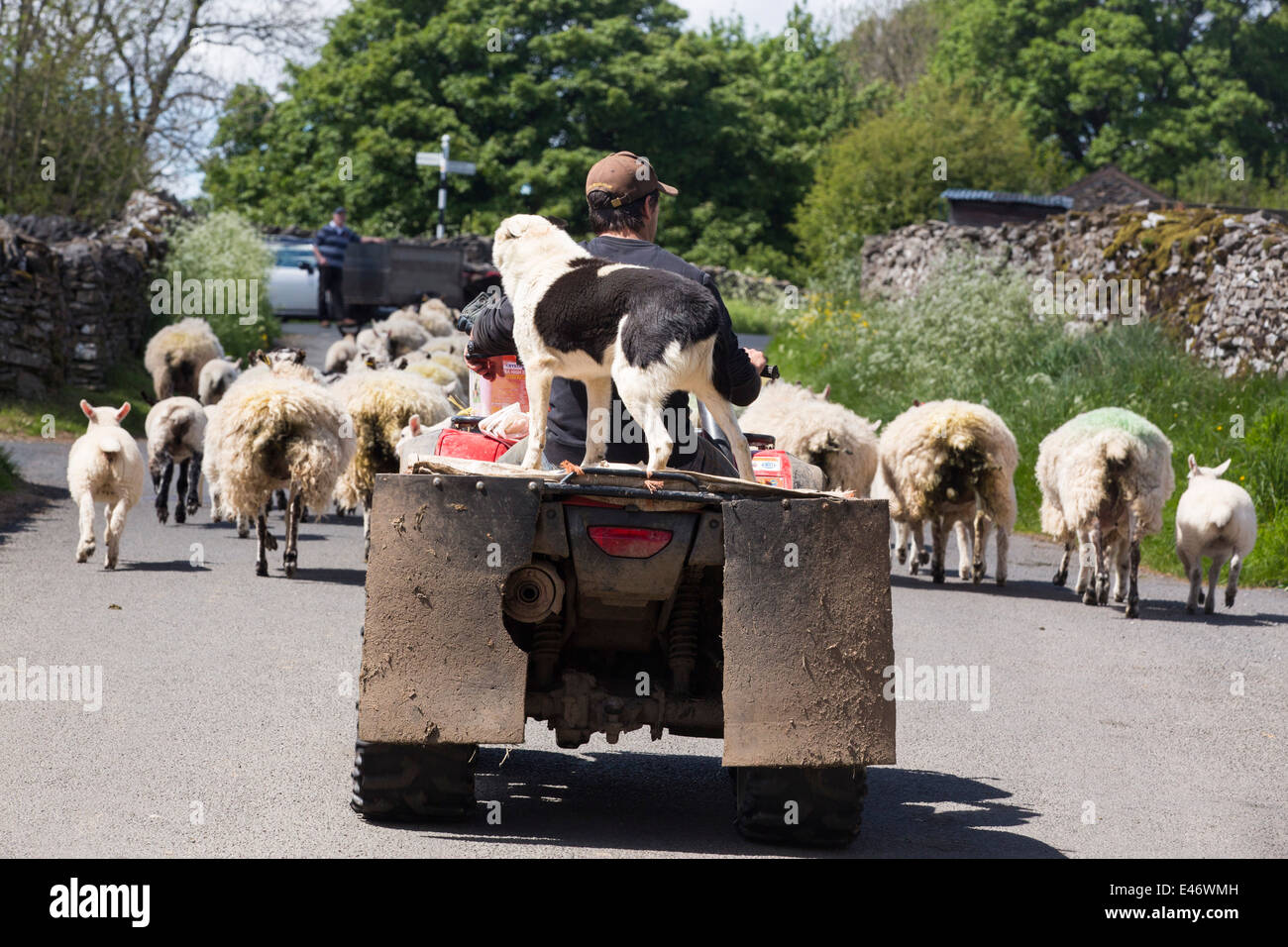 Ein Landwirt Viehtreiber Schaf von einem Quad-Bike in der Nähe von Haweswater, Lake District, Großbritannien. Stockfoto
