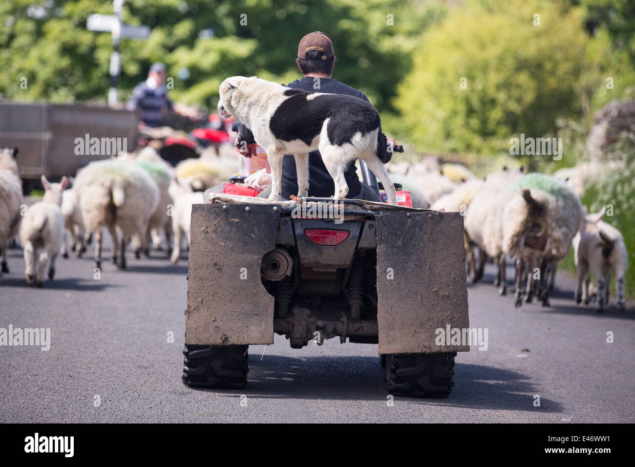 Ein Landwirt Viehtreiber Schaf von einem Quad-Bike in der Nähe von Haweswater, Lake District, Großbritannien. Stockfoto