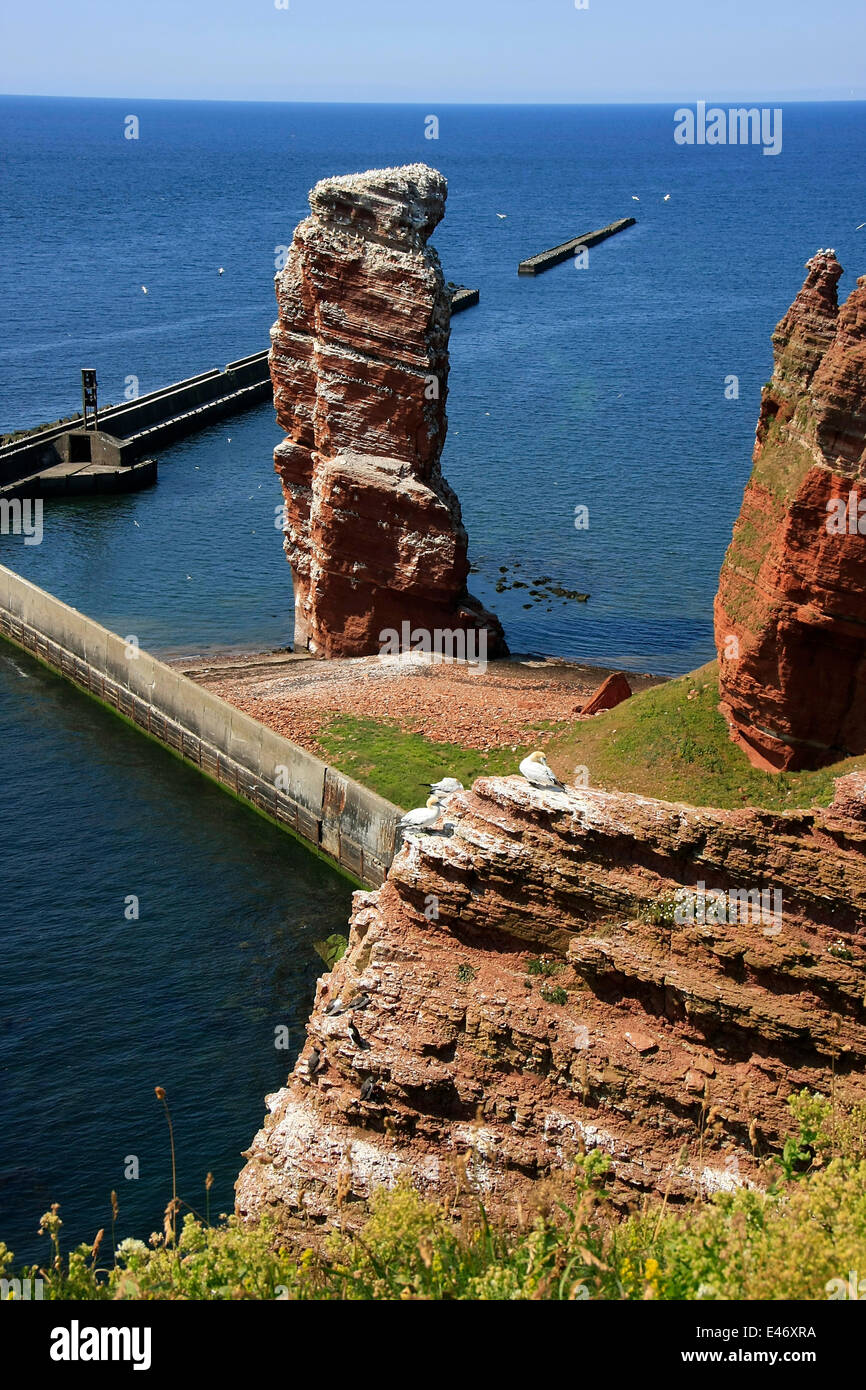 Die "Lange Anna" ist ein einzelner Felsen an der nordwestlichen Spitze von Helgoland. Dort werden jedes Jahr zahlreiche Vogelarten Zucht. Foto: Klaus Nowottnick Datum: 26. Juni 2014 Stockfoto