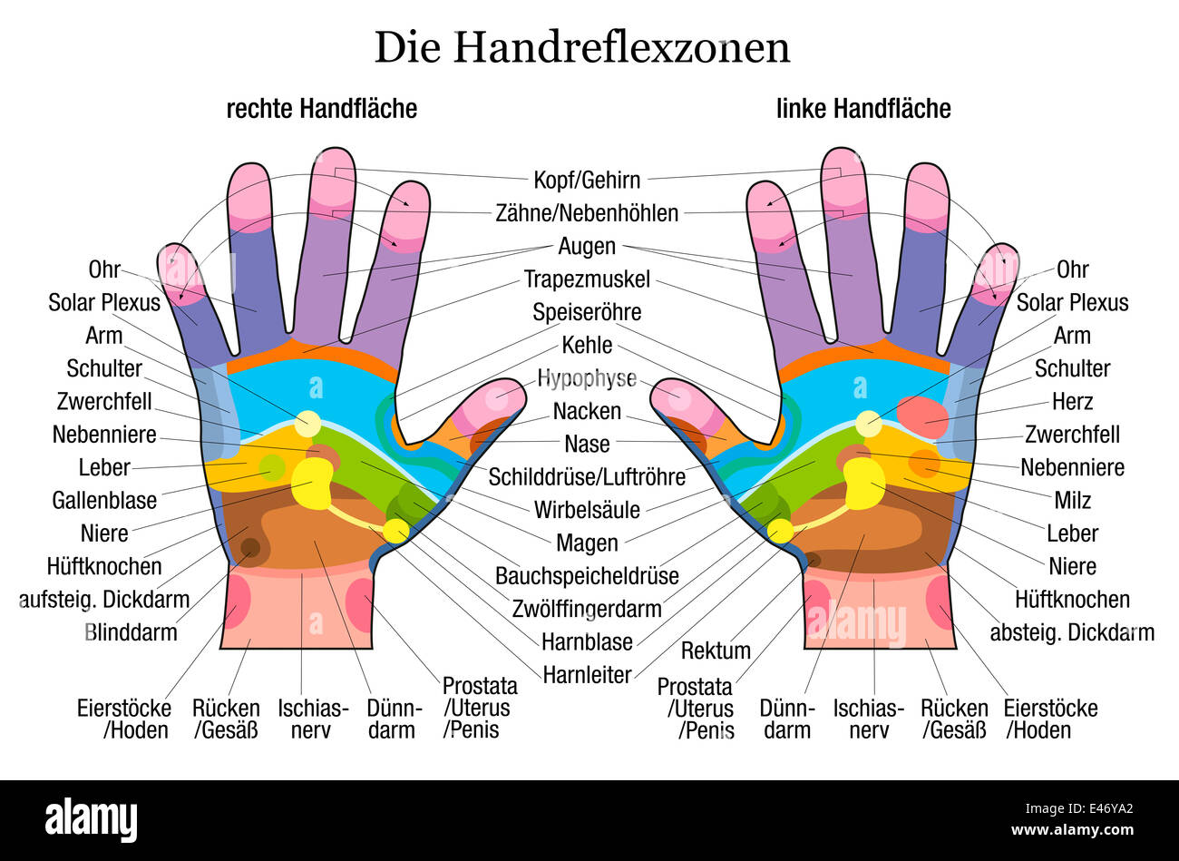 Hand-Reflexzonenmassage-Diagramm mit genauer Beschreibung der entsprechenden inneren Organe und Körperteile. Stockfoto