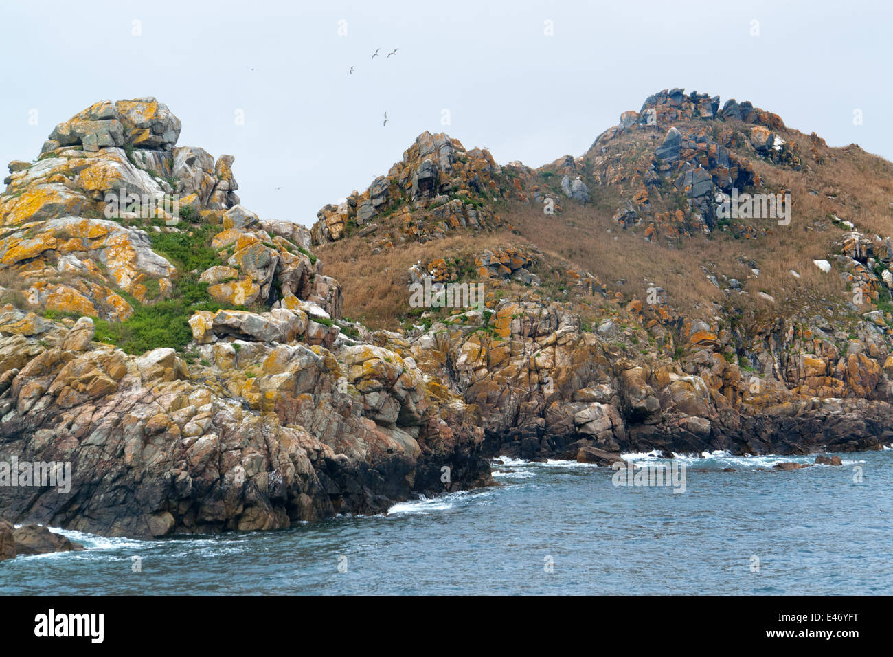 felsige Küsten Detail an den sieben Inseln in der Bretagne, Frankreich Stockfoto