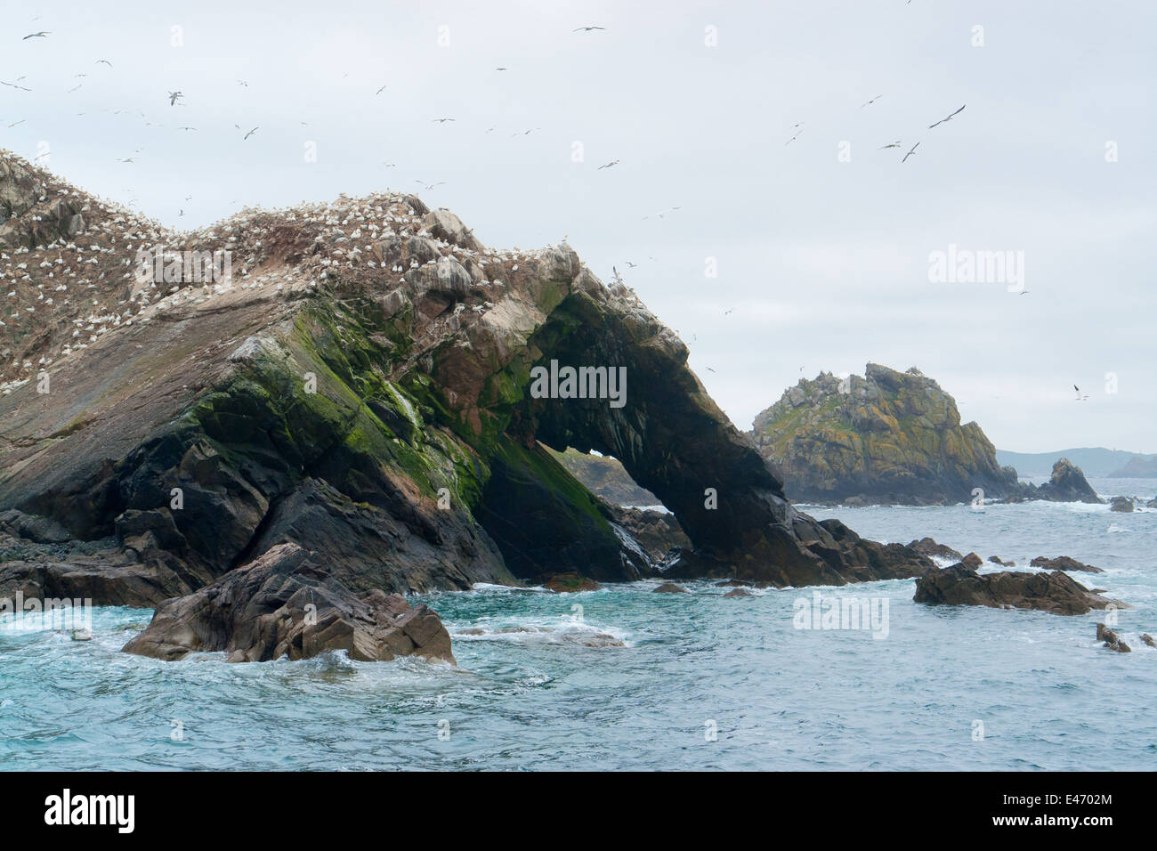 felsige clefty Küstenlandschaft, einschließlich ein großes Vogelschutzgebiet an den sieben Inseln in der Bretagne, Frankreich Stockfoto