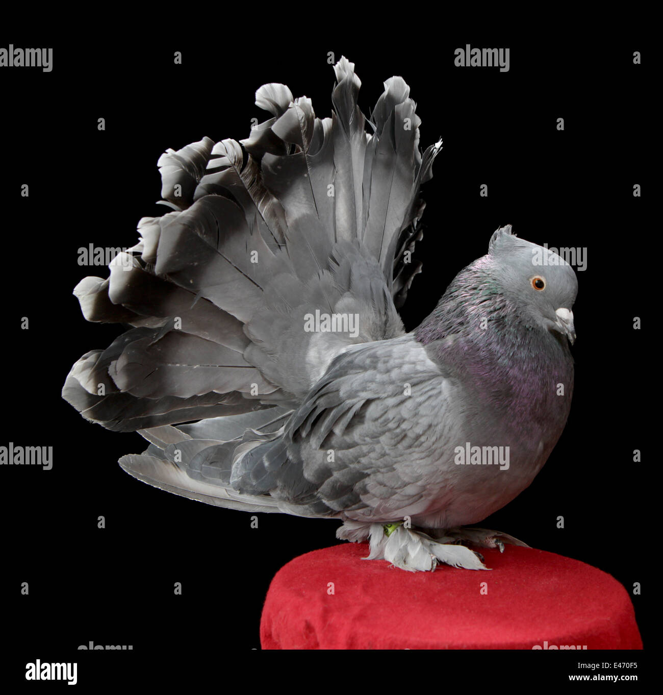 Eine Indische Pfauentaube Eine Rasse Von Ausgefallenen Taube Auf Der Faircount Pigeon Show Ansonia Connecticut Vereinigte Staaten Von Amerika Stockfotografie Alamy