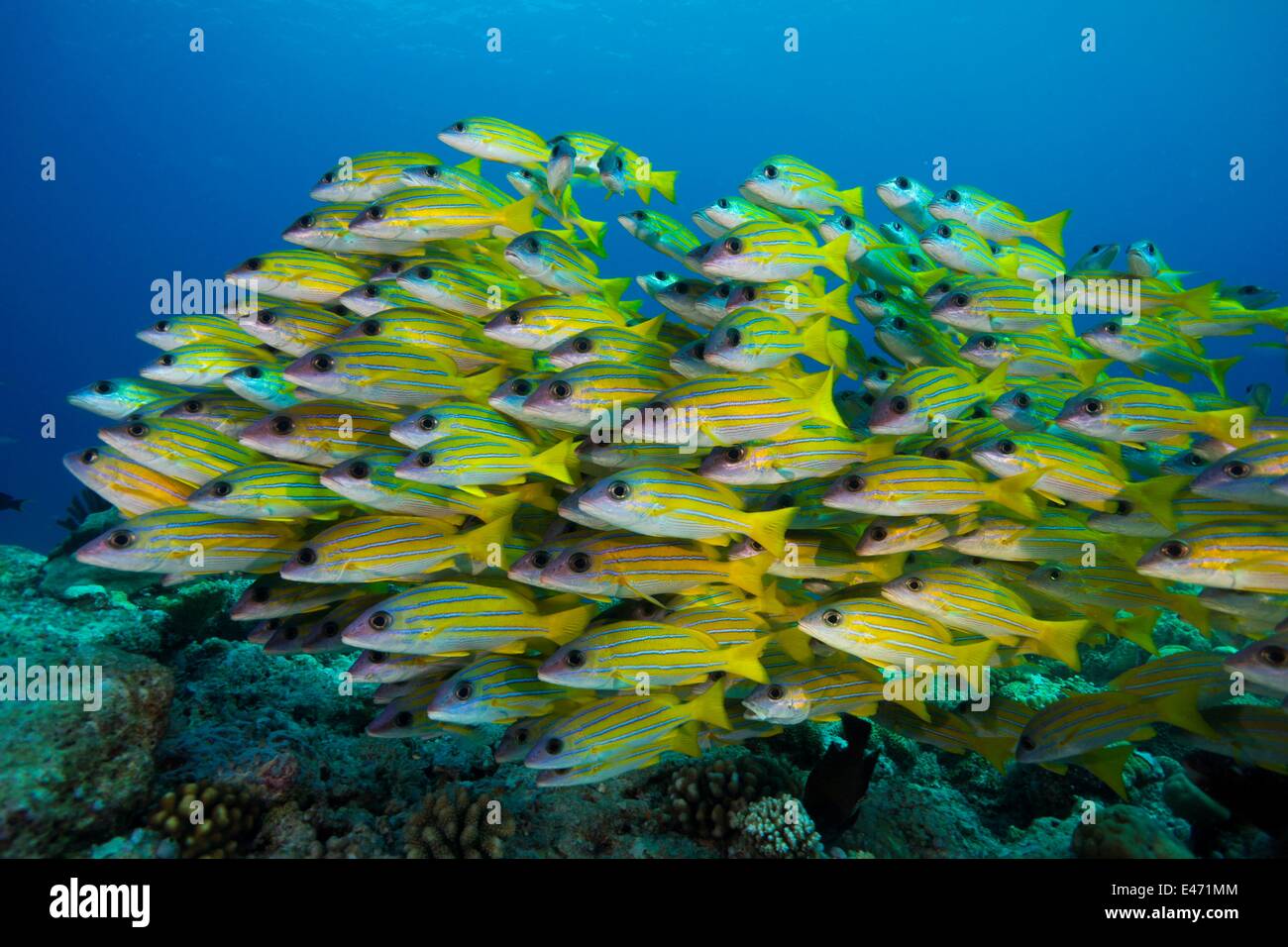 Bluelined Schnapper, (Lutjanus Kasmira), Palau, Ozeanien April 2014 Stockfoto