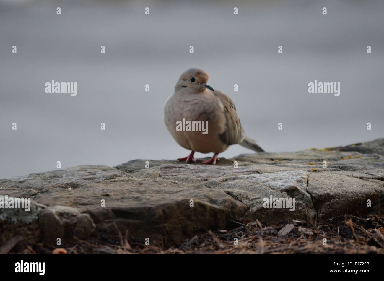 Taube auf einem Felsen Stockfoto