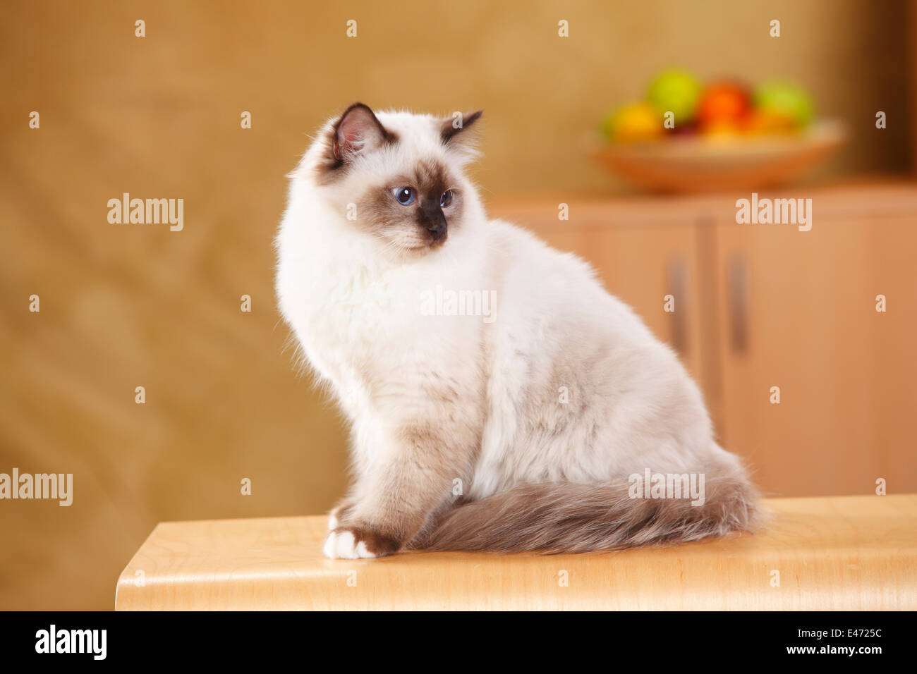 Heiligen Katze von Birma, Tomcat, Seal-Point, 6 Monate | Birmakatze, Kater, Seal-Point, 6 Monate Stockfoto