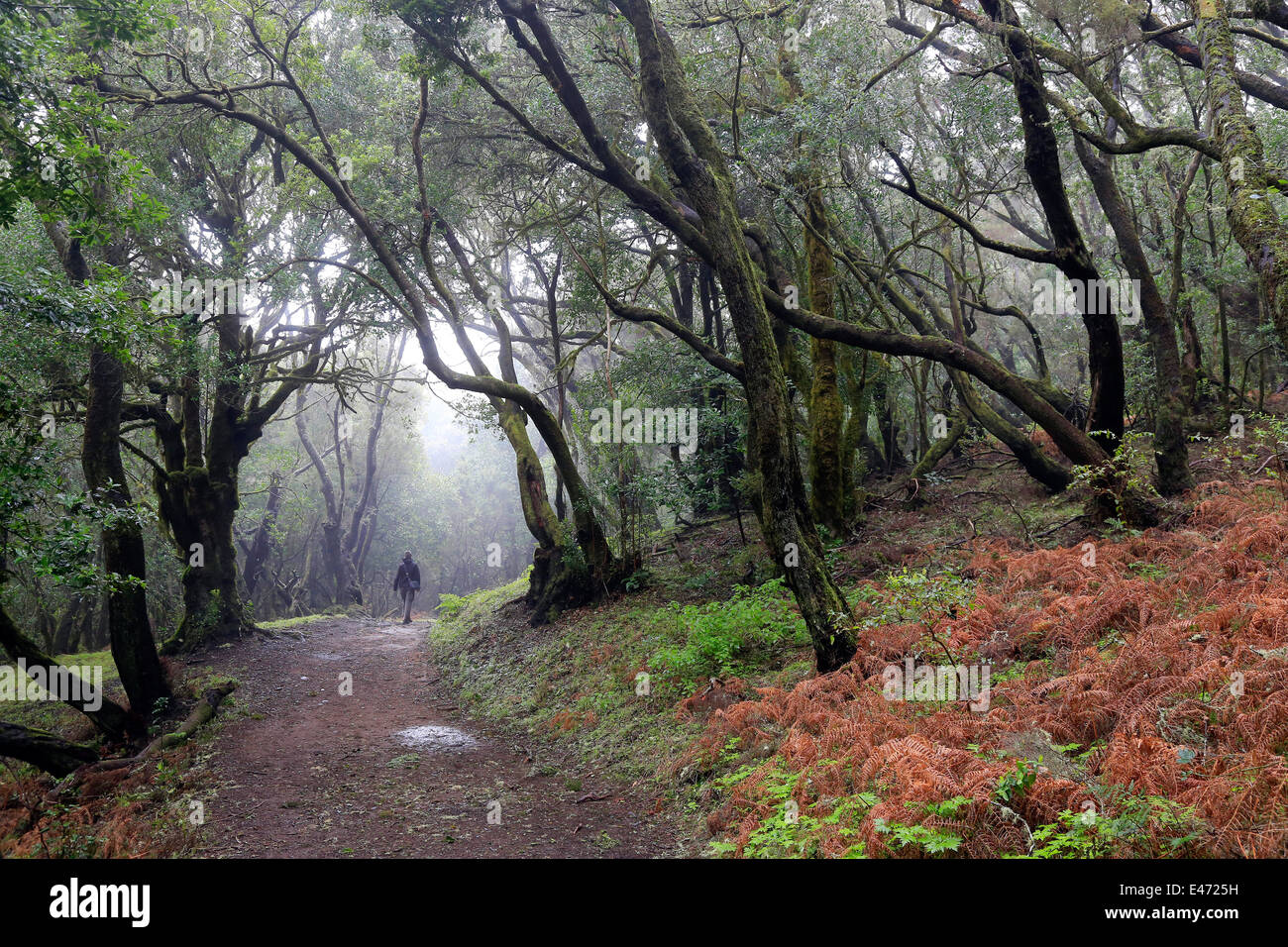 Las Haya, Spanien, Lorbeerwald im Nationalpark Garajonay auf La Gomera Stockfoto