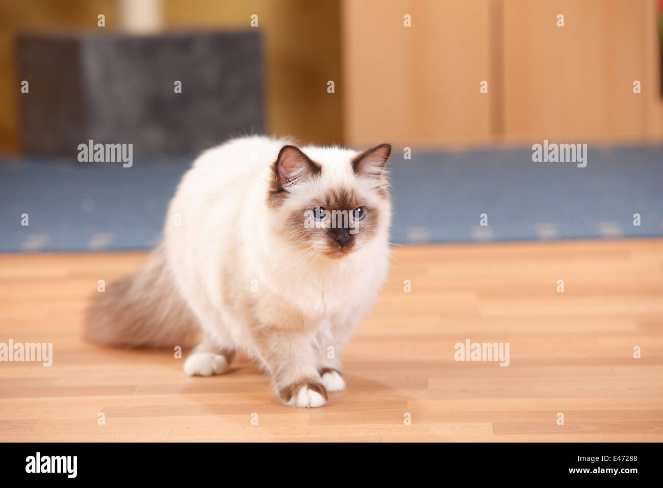 Heiligen Katze von Birma, Tomcat, Seal-Point, 6 Monate | Birmakatze, Kater, Seal-Point, 6 Monate Stockfoto