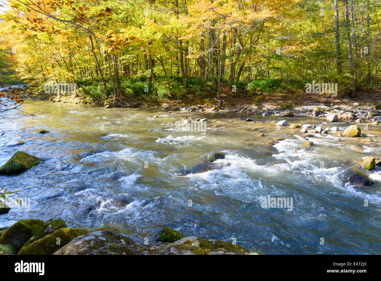 Herbst Oirase Schlucht in Aomori, Japan Stockfoto