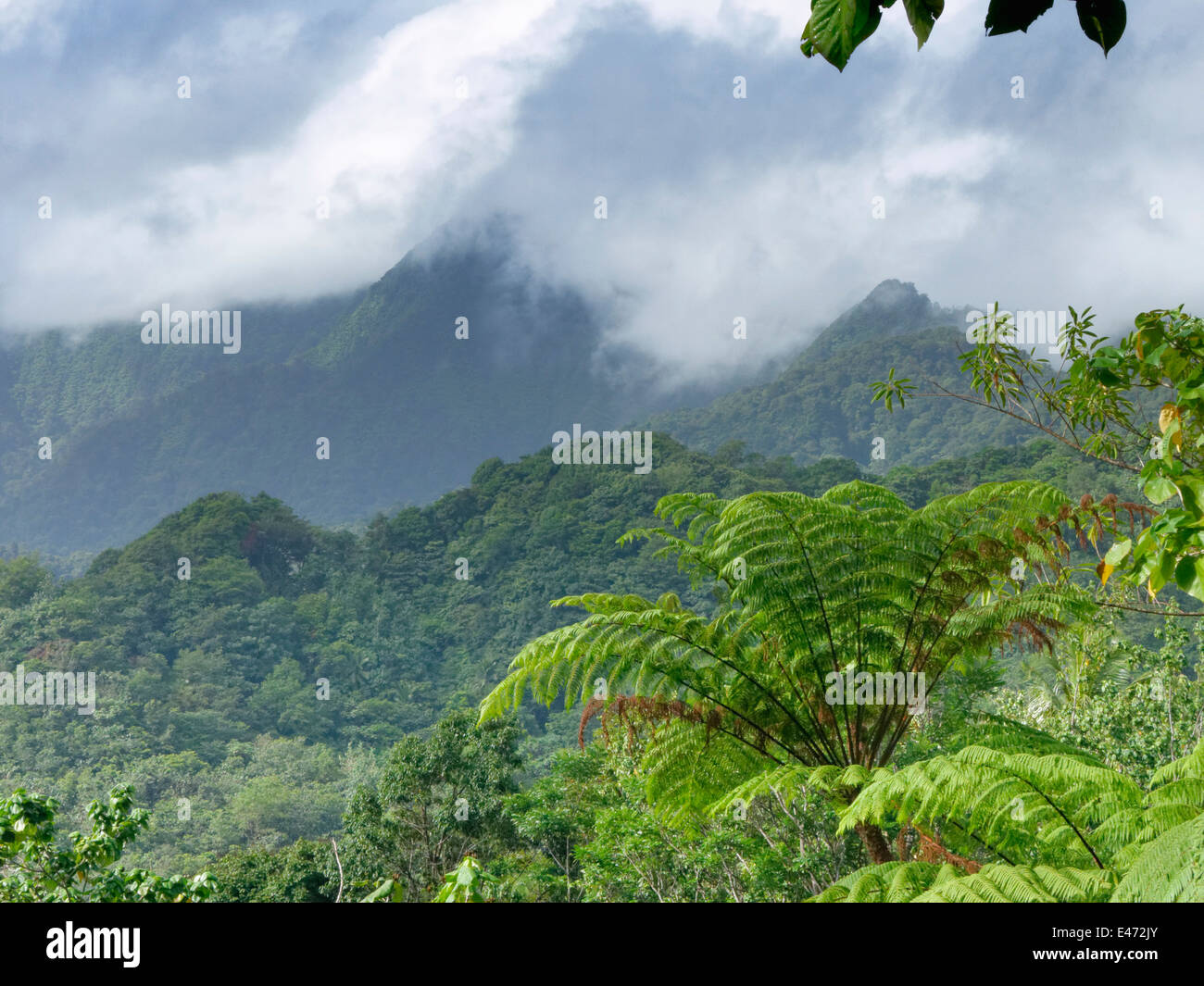 Am frühen Morgen Szene kurz nach Sonnenaufgang in das Naturschutzgebiet in der Nähe von Jalousie, St lucia Stockfoto