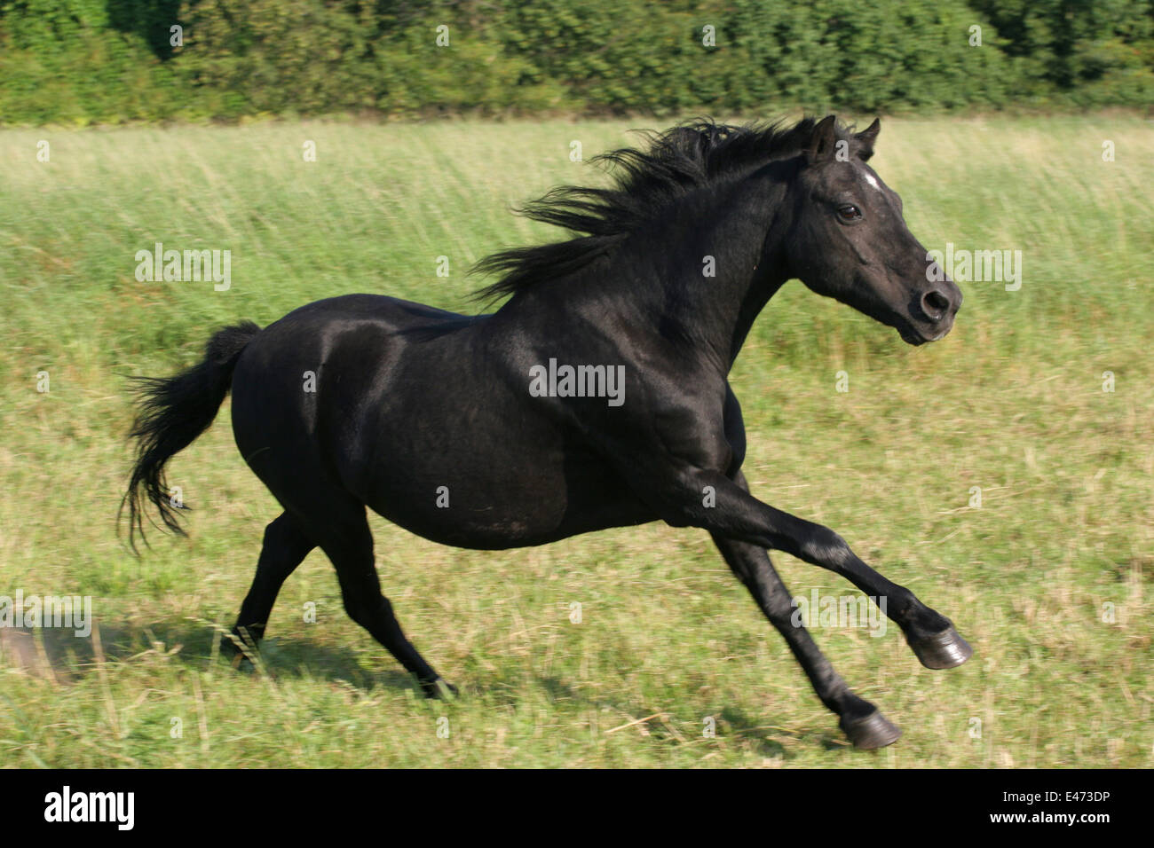 Dartmoor Pony laufen Stockfoto