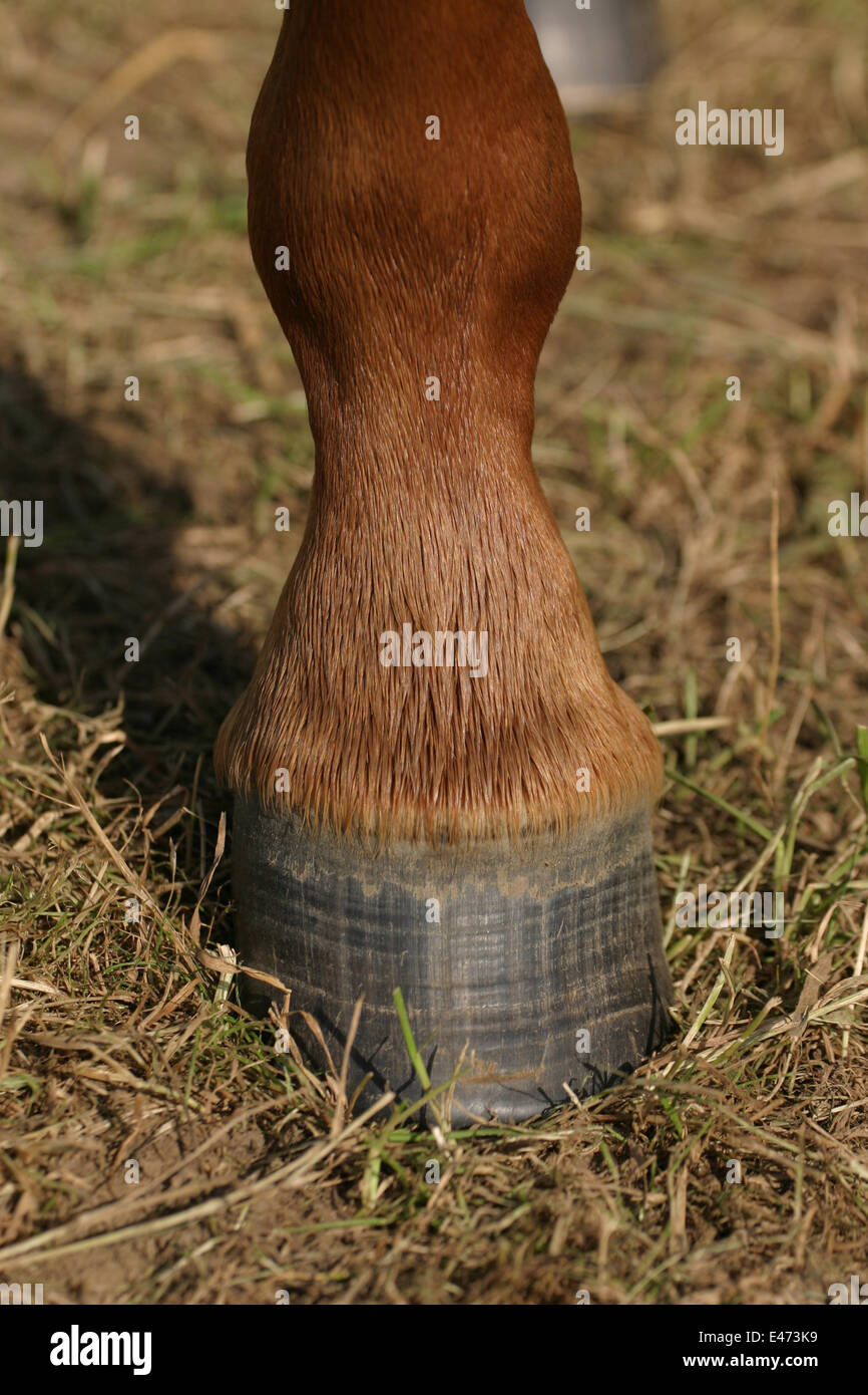 horsehoof Stockfoto