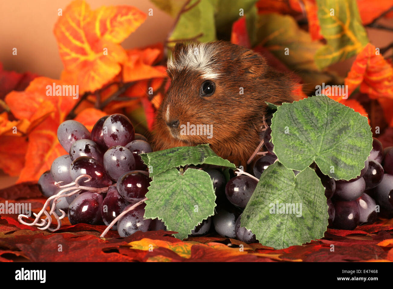 Crested Meerschweinchen Stockfoto