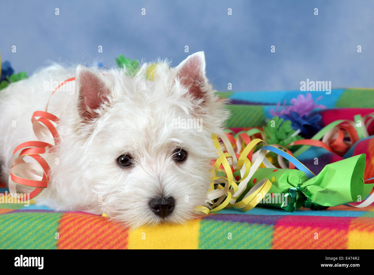 West Highland White Terrier Stockfoto