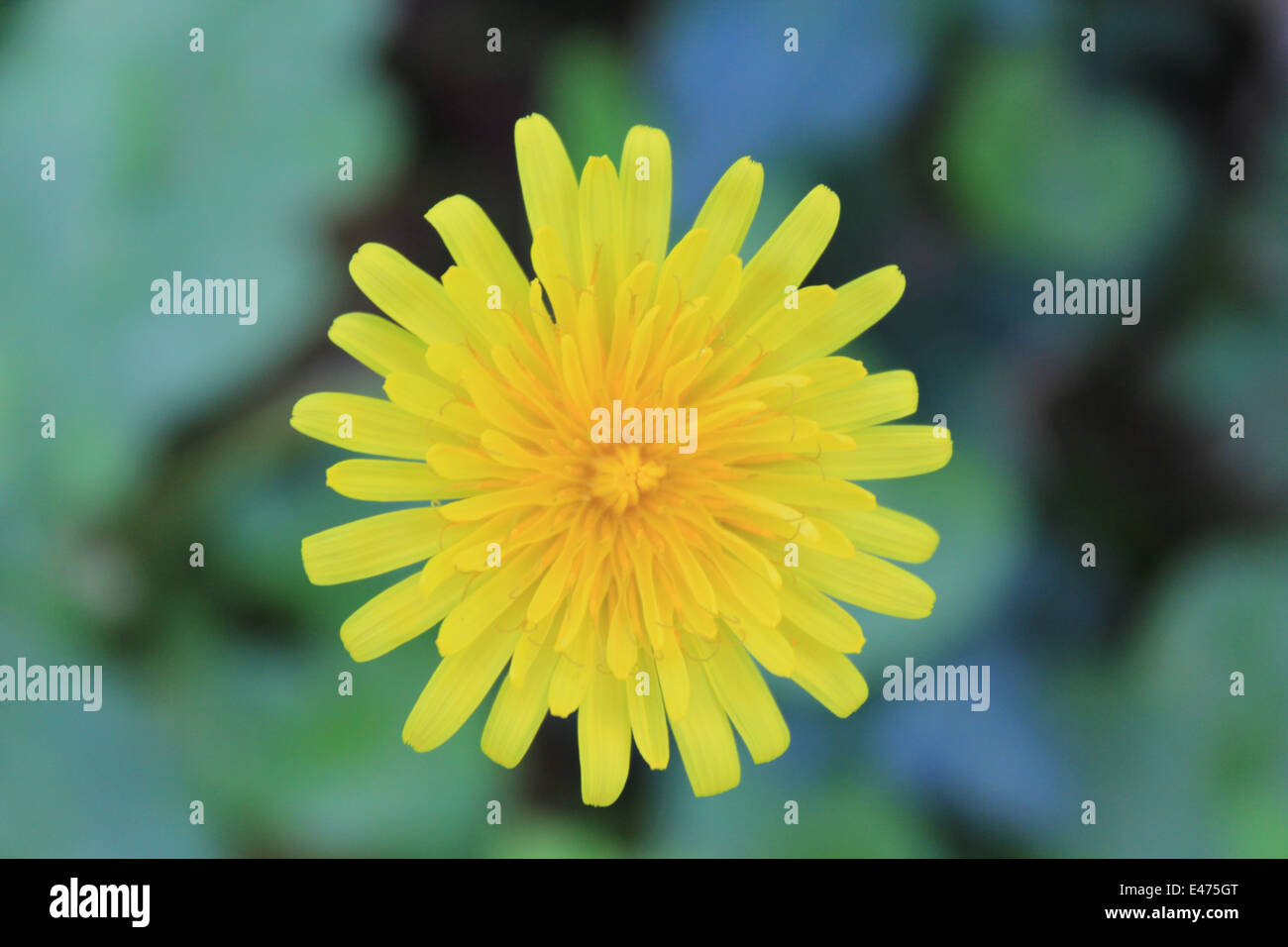 Eine Nahaufnahme von einem Löwenzahn auf einer Wiese oberhalb Verfassung Hügel Aberystwyth erschossen Stockfoto