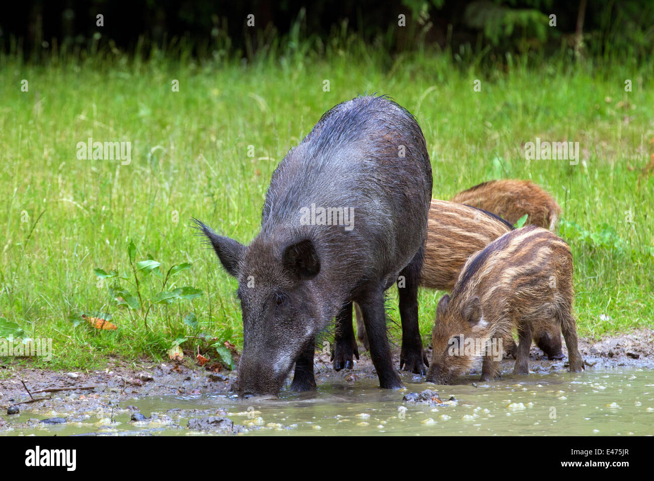 Wildschwein (Sus Scrofa) Sau mit Ferkeln Trinkwasser aus Teich im Wald Stockfoto