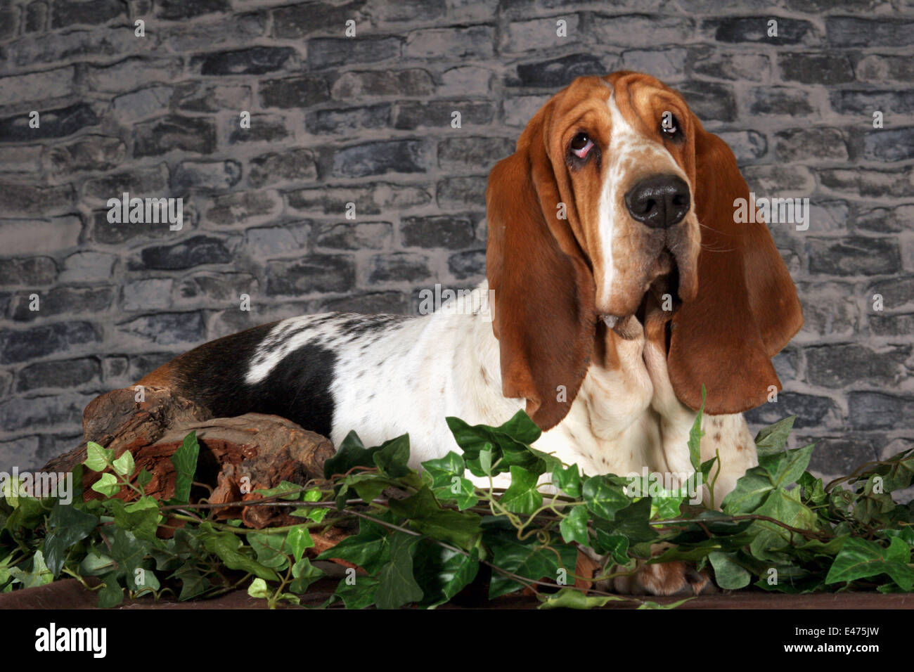 Basset Hound Stockfoto