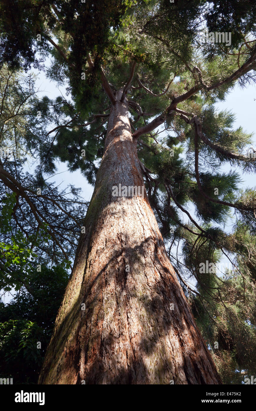Blick hinauf, an einem riesigen Redwood-Baum in Kelsea Park, Bromley, Kent. Stockfoto