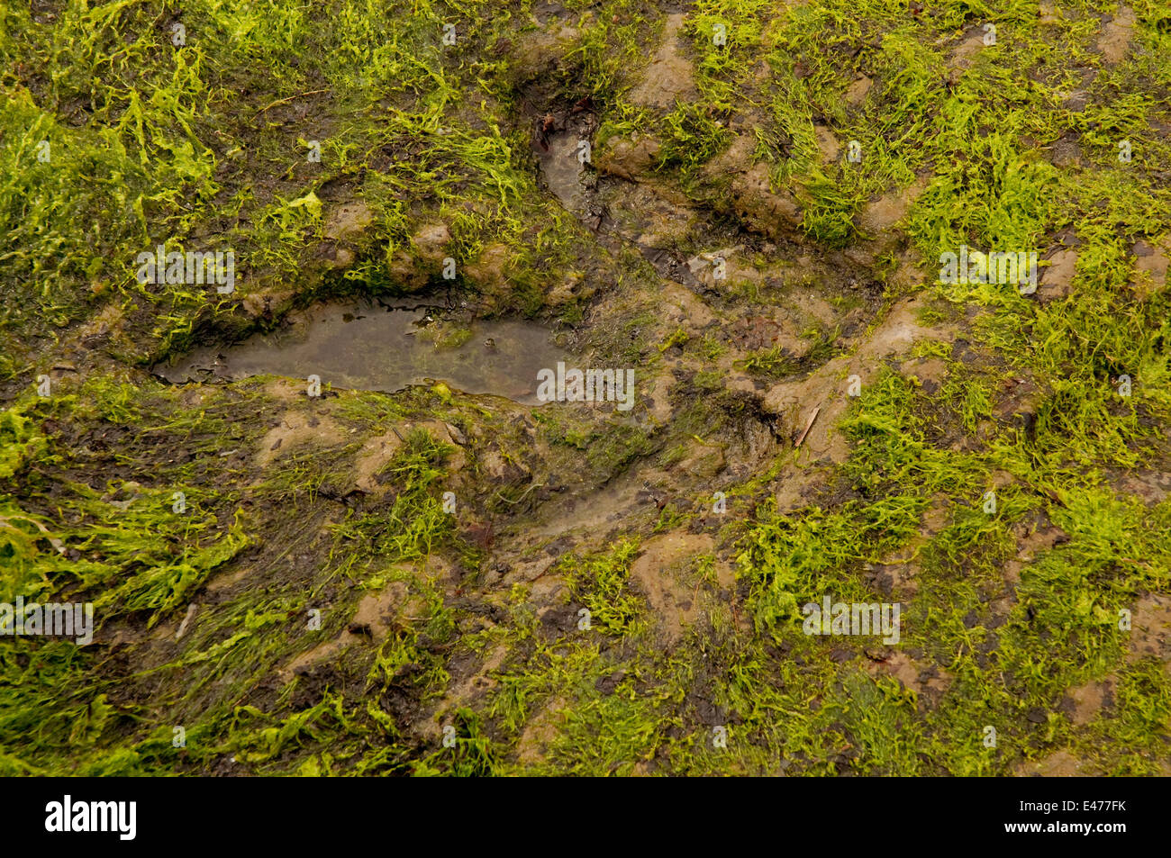 Dinosaurier-Fußabdruck in den Fels in Staffin Bay Stockfoto
