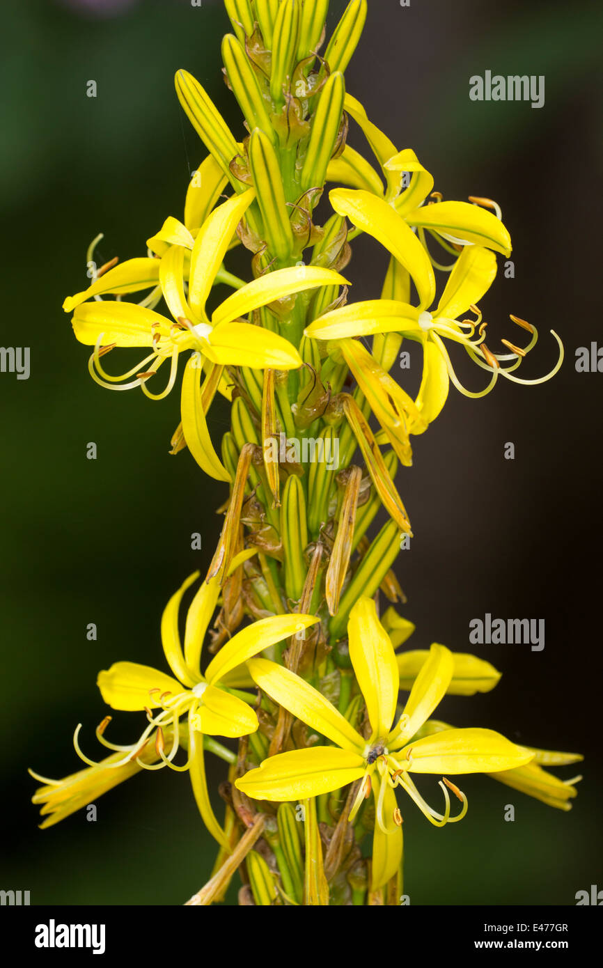 Einzelne Spike von mediterranen Pflanzen, Asphodeline lutea Stockfoto