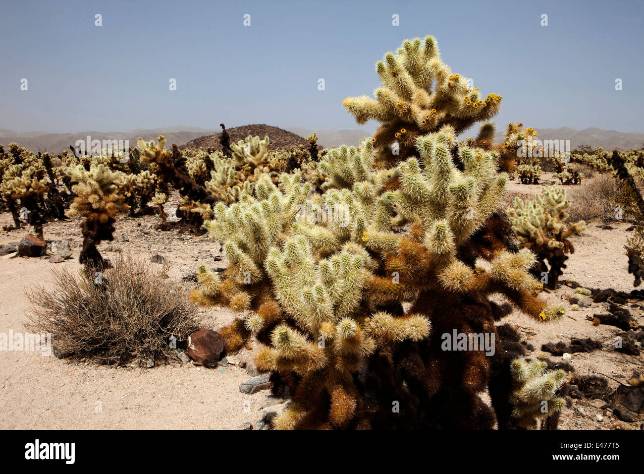 Chollas, Joshua Tree Nationalpark, Kalifornien, USA Stockfoto