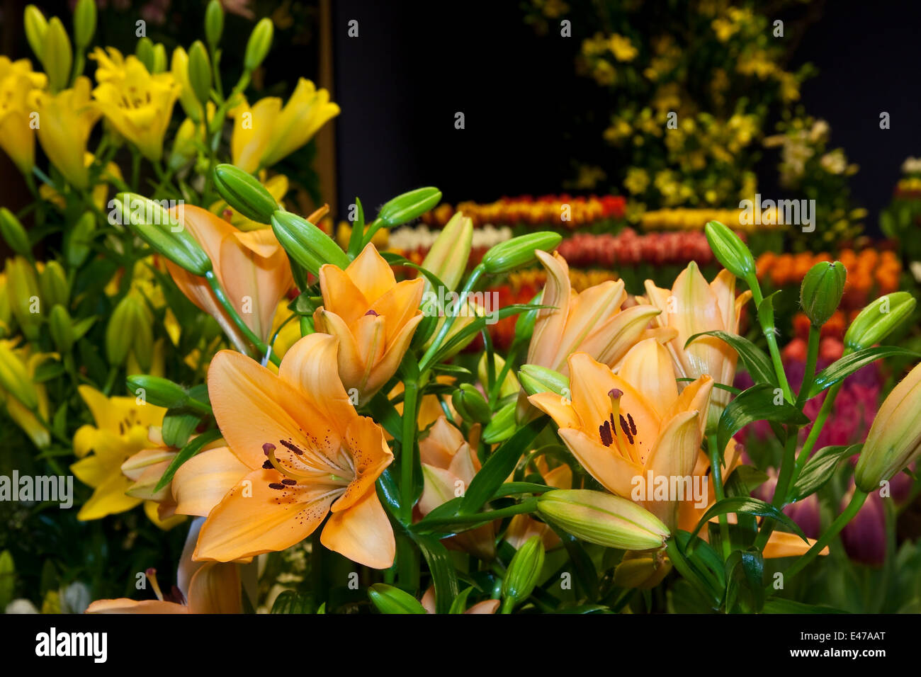 Schöne gelbe Lilie auf einer niederländischen Flora-Ausstellung Stockfoto
