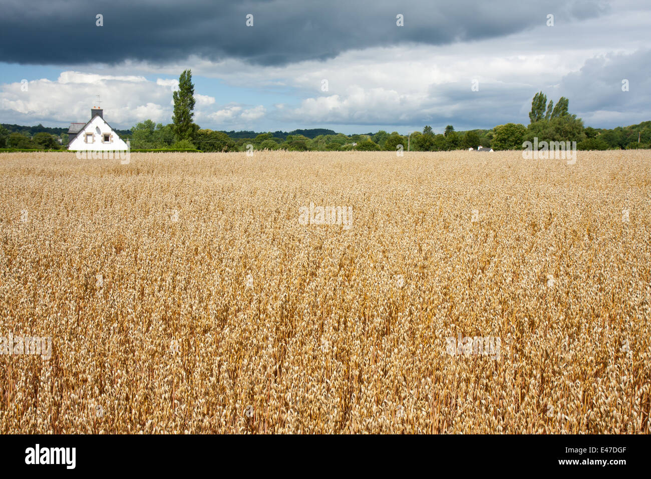 Kleine französische Hütte im Feld mit drohenden Gewitter Stockfoto