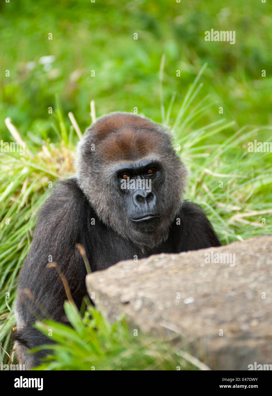 Ein Gorilla im Zoo von Bristol Stockfoto