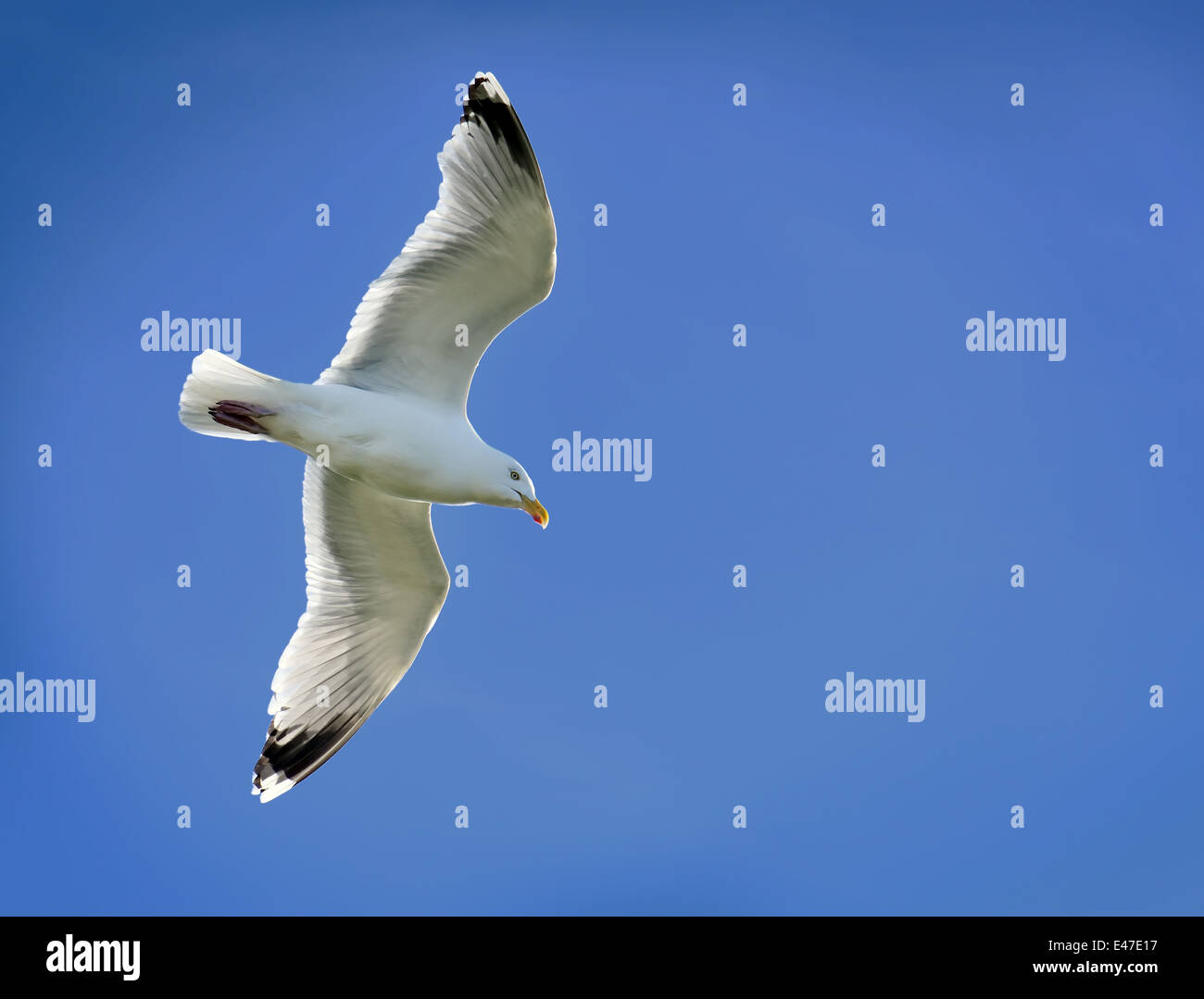 Möwe im Flug zu einer Lage direkt am Meer an einem strahlend blauen Himmel Tag Stockfoto