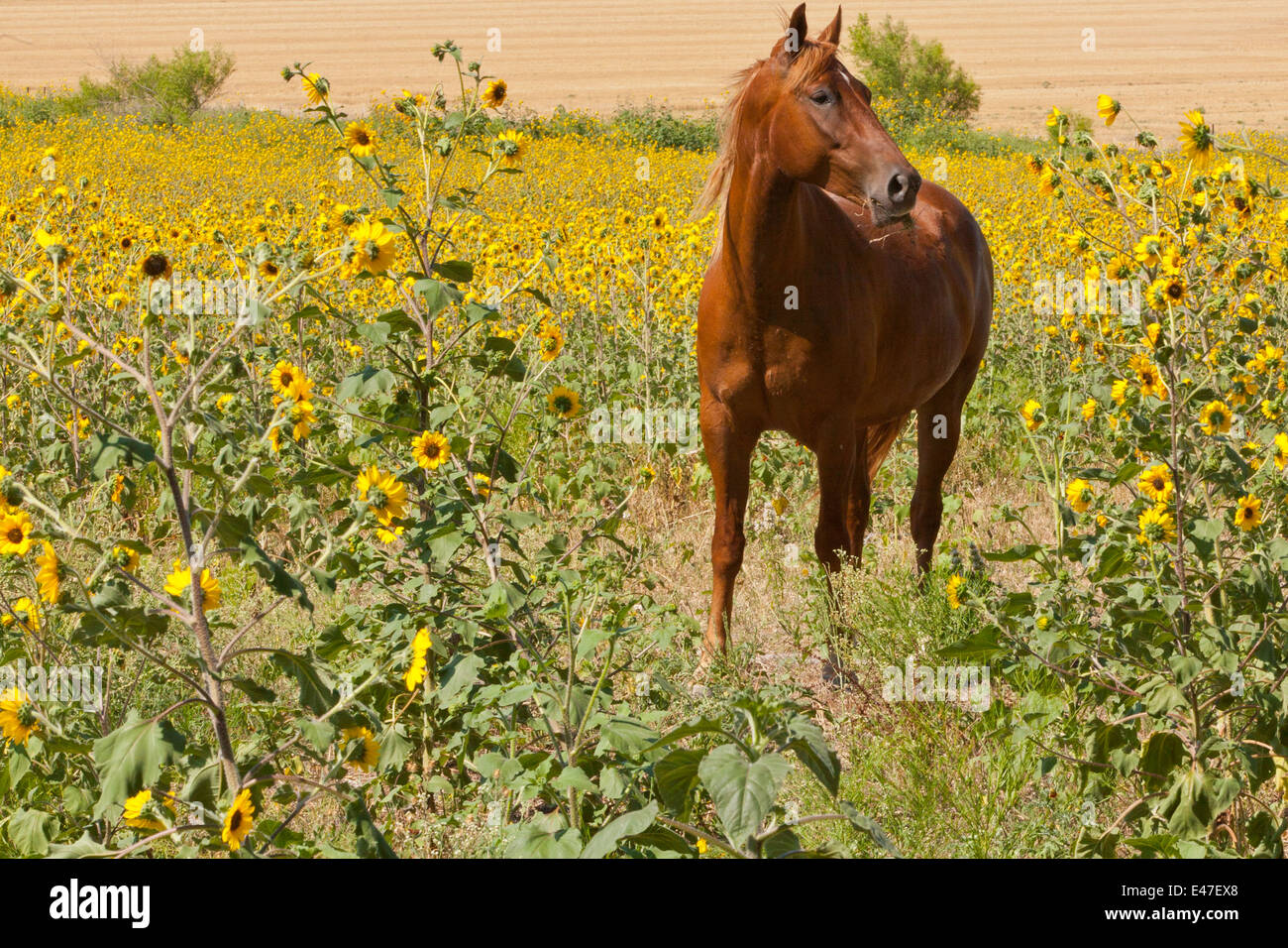 Quarter Horse im Feld von Sonnenblumen Stockfoto