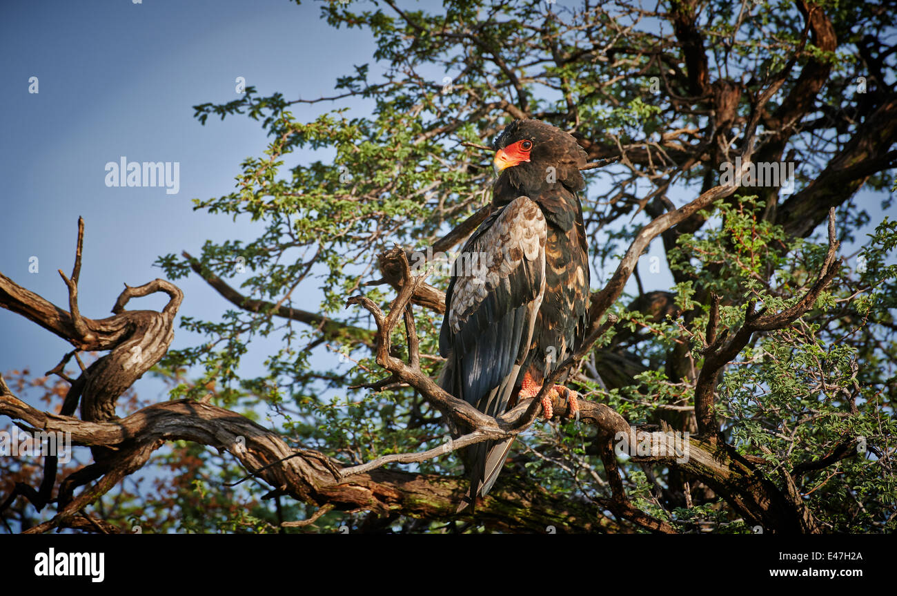 Bateleur Adler sitzt auf einem Baum, Terathopius Ecaudatus, Kgalagadi Transfrontier Park, Kalahari, Südafrika, Botswana, Afrika Stockfoto