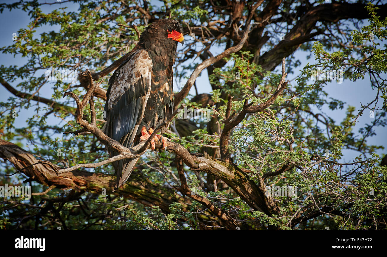 Bateleur Adler sitzt auf einem Baum, Terathopius Ecaudatus, Kgalagadi Transfrontier Park, Kalahari, Südafrika, Botswana, Afrika Stockfoto