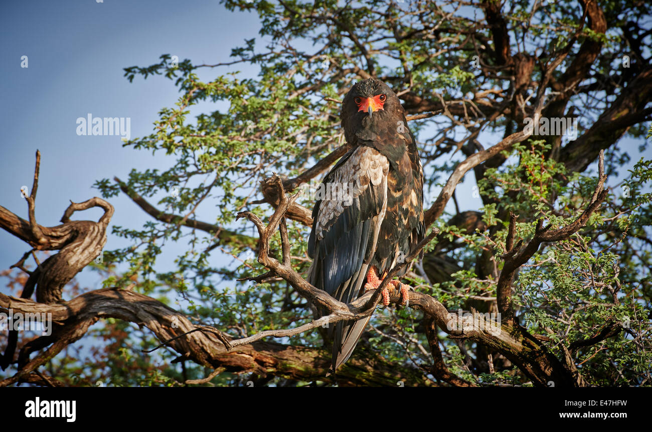 Bateleur Adler sitzt auf einem Baum, Terathopius Ecaudatus, Kgalagadi Transfrontier Park, Kalahari, Südafrika, Botswana, Afrika Stockfoto