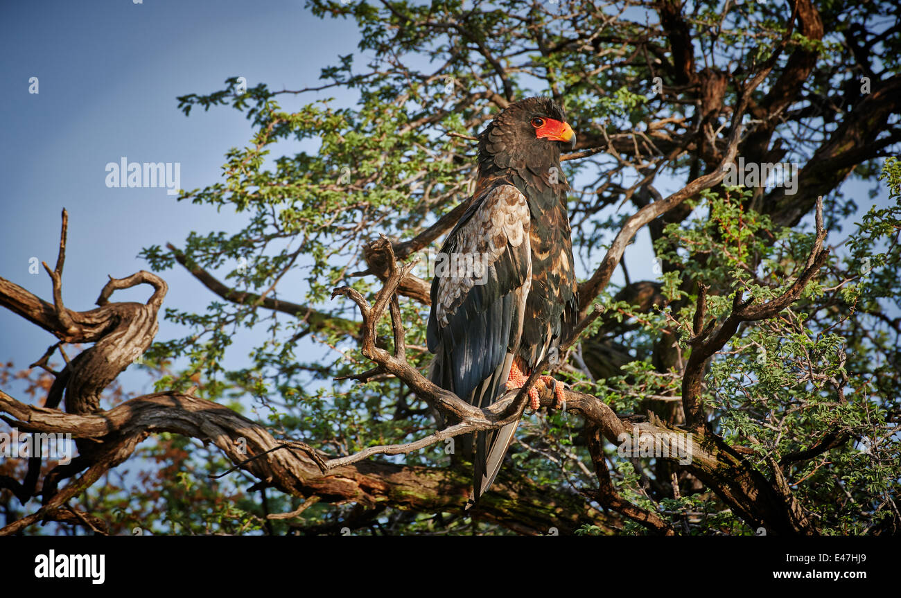 Bateleur Adler sitzt auf einem Baum, Terathopius Ecaudatus, Kgalagadi Transfrontier Park, Kalahari, Südafrika, Botswana, Afrika Stockfoto