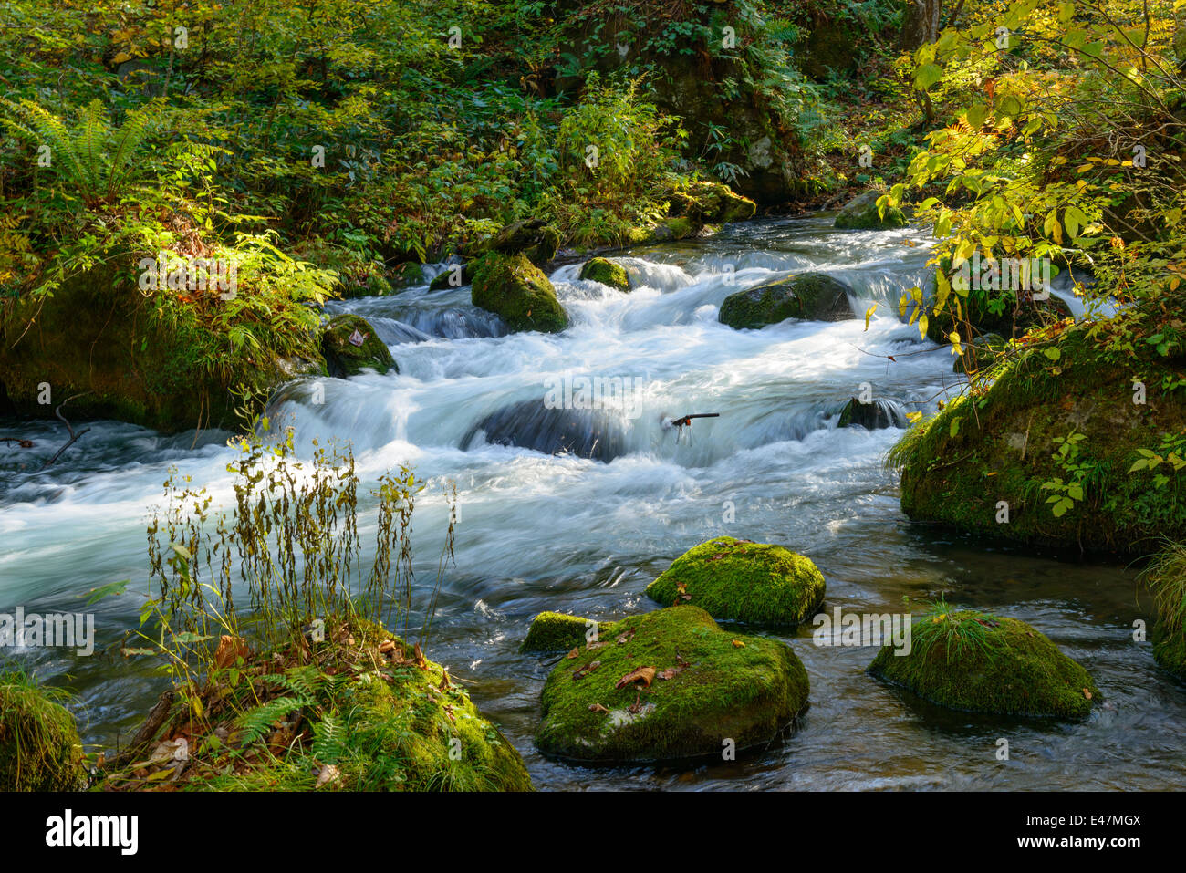 Herbst Oirase Schlucht in Aomori, Japan Stockfoto