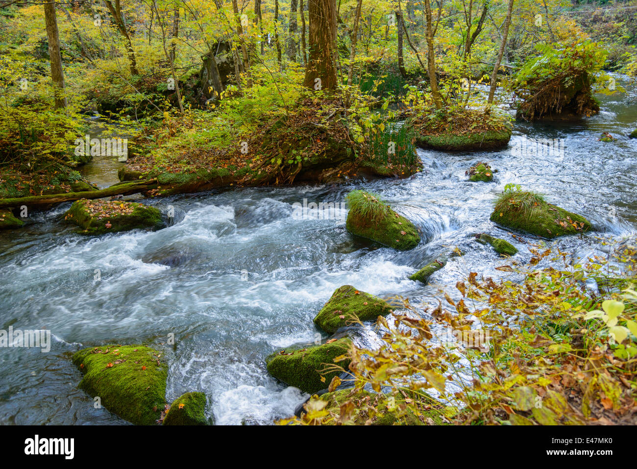 Herbst Oirase Schlucht in Aomori, Japan Stockfoto