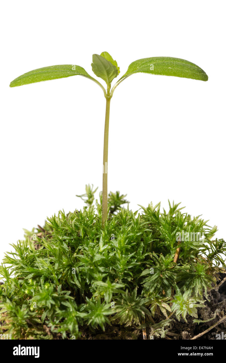 junge grüne Pflanze wachsen aus dem Boden mit Moos bewachsen. Isoliert Stockfoto