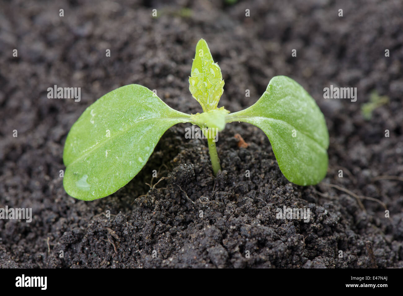 junge grüne Pflanze wachsen von den fruchtbaren Boden Stockfoto