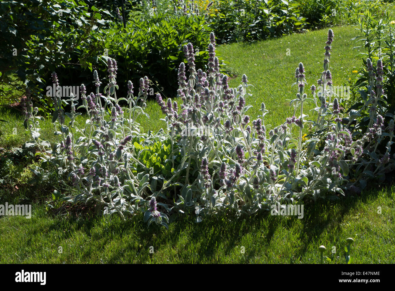 Lamm-Ohr-Blumen im Garten. Stockfoto