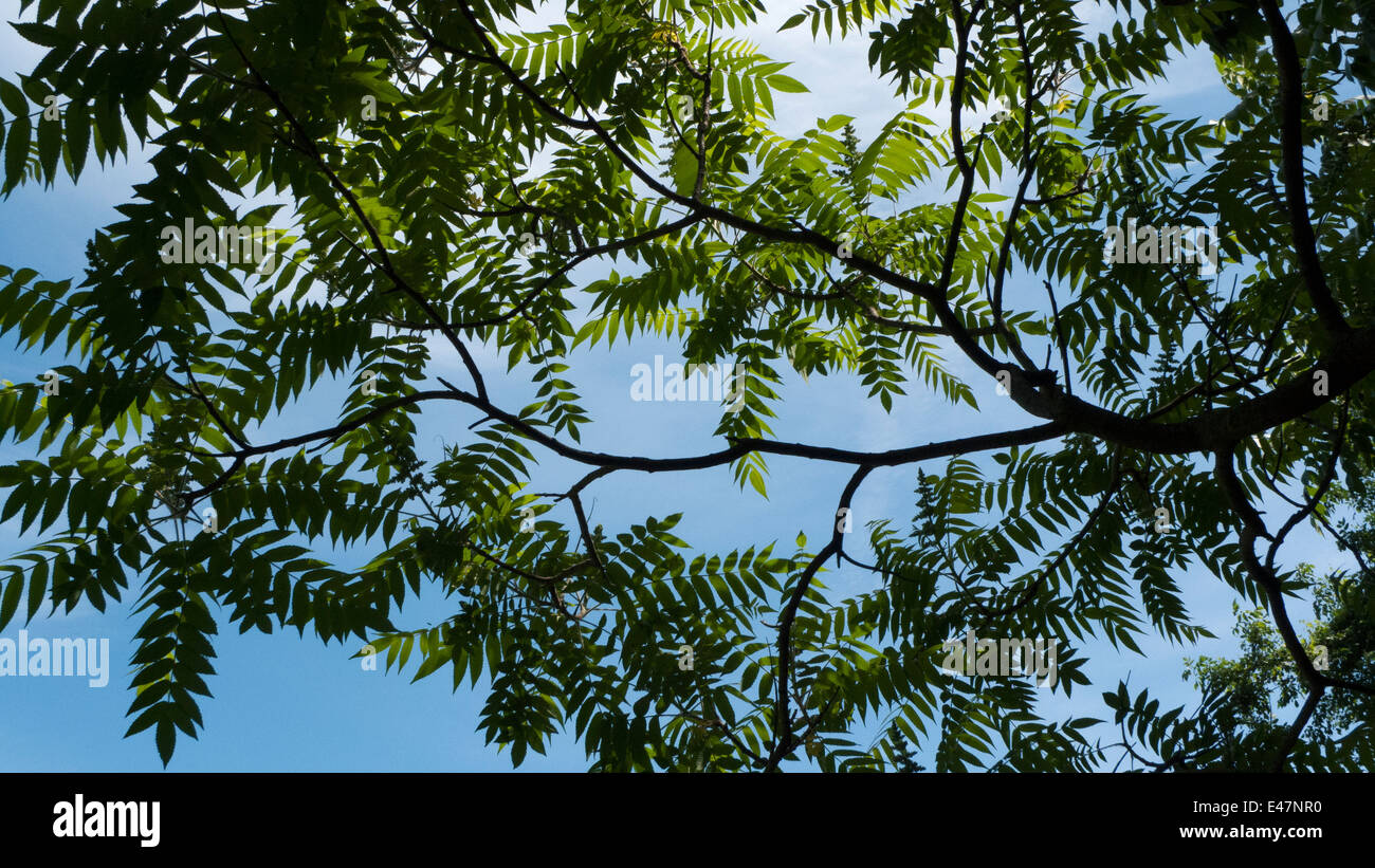 Sumach Strauch Zweig. Stockfoto Sumach Strauch Zweig. Stockfoto
