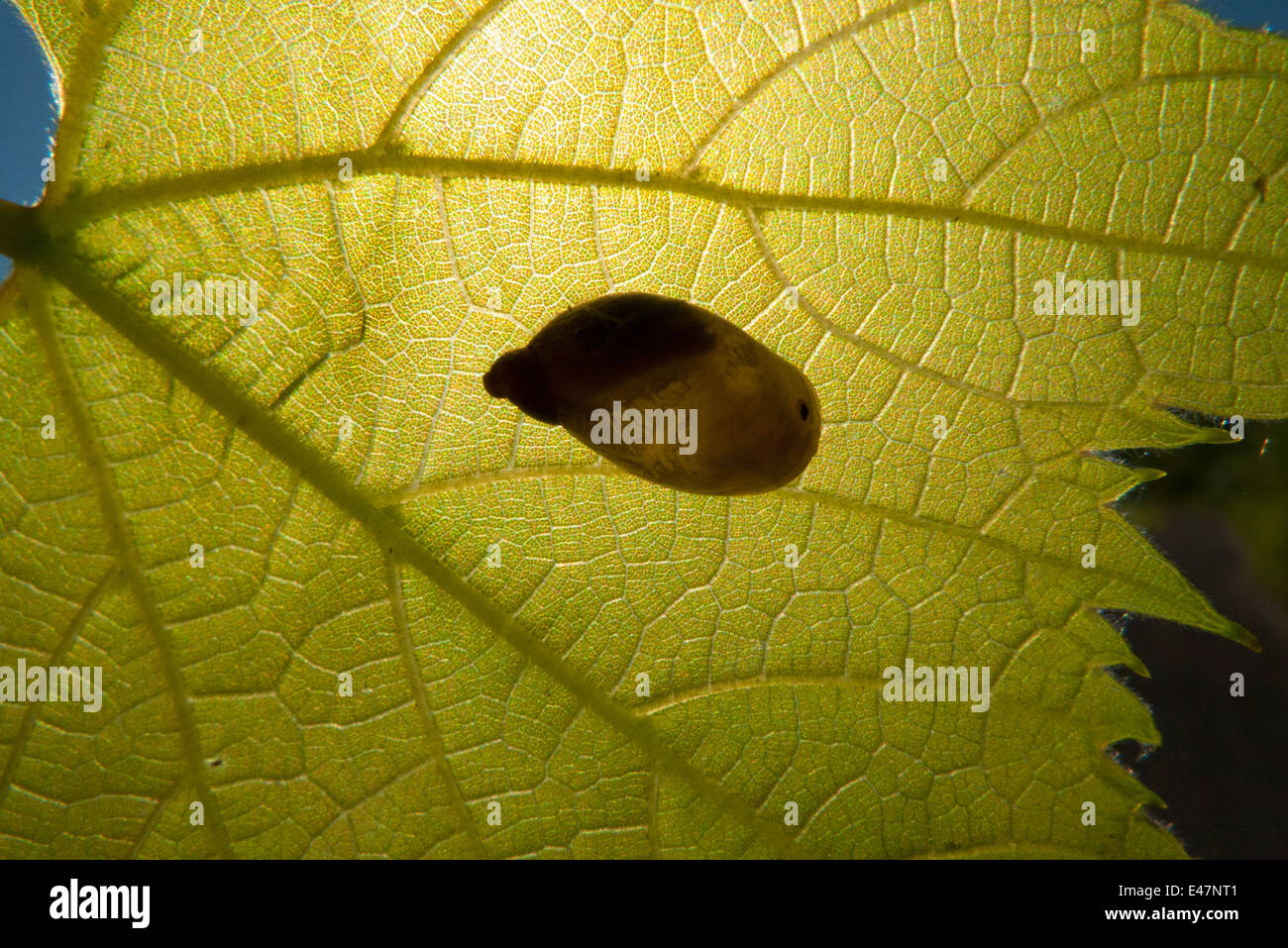 Kleine Schnecke auf Blatt. Stockfoto